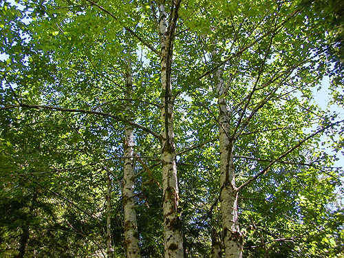 alder stand within mixed forest, 8 Mile Creek Trailhead, Snohomish County, Washington