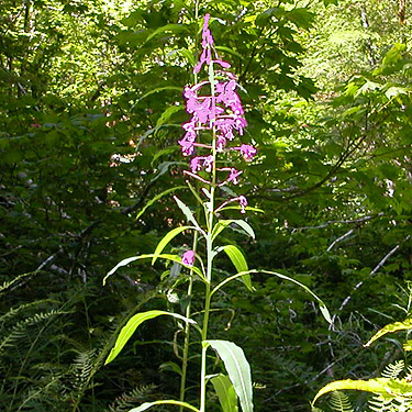 fireweed, 8 Mile Creek Trailhead, Snohomish County, Washington