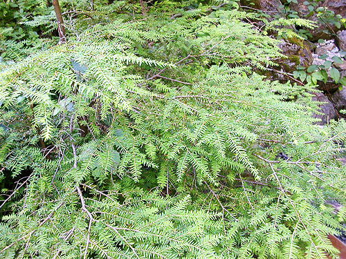western hemlock foliage by Eightmile Creek near 8 Mile Creek Trailhead, Snohomish County, Washington