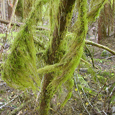 moss in mixed forest, 8 Mile Creek Trailhead, Snohomish County, Washington