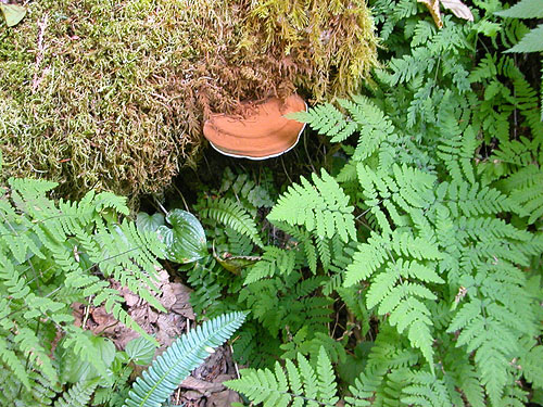 shelf fungus, 8 Mile Creek Trailhead, Snohomish County, Washington