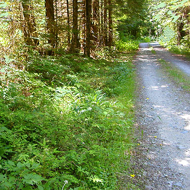 roadside verge vegetation, 8 Mile Creek Trailhead, Snohomish County, Washington