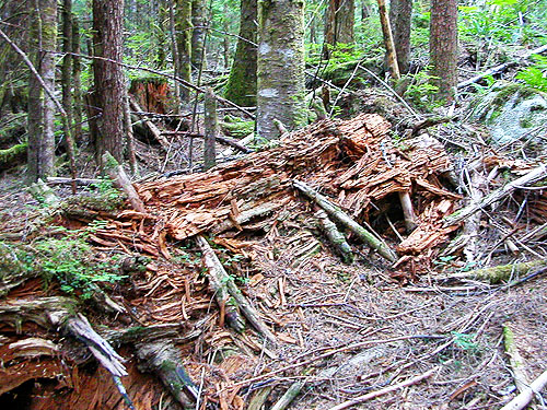 dead wood in forest, 8 Mile Creek Trailhead, Snohomish County, Washington
