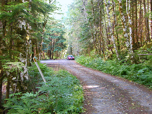 mixed hemlock-alder forest, 8 Mile Creek Trailhead, Snohomish County, Washington
