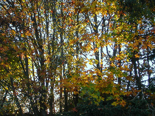 sun on alder woodland, Ala Spit County Park, Whidbey Island, Washington