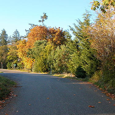 conifer foliage and fall color along Geck Road above Ala Spit County Park, Whidbey Island, Washington