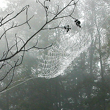 dewy orbweb, Ala Spit County Park, Whidbey Island, Washington