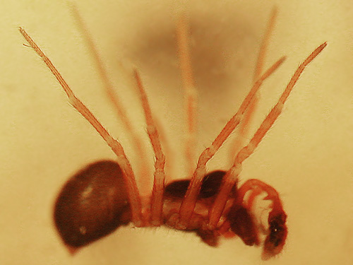 male microspider Erigone aletris, Ala Spit County Park, Whidbey Island, Washington
