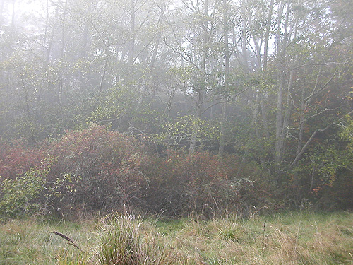 foggy alder woodland, Ala Spit County Park, Whidbey Island, Washington