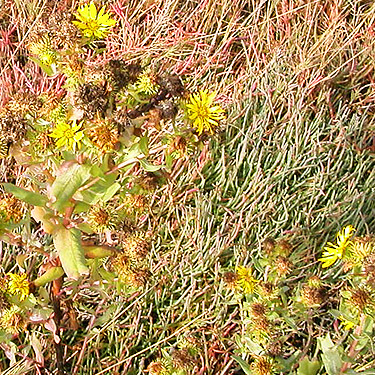 Puget Sound Gumweed, Grindelia integrifolia, Ala Spit County Park, Whidbey Island, Washington