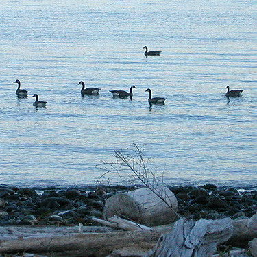 Canada geese in water at dusk, Ala Spit County Park, Whidbey Island, Washington