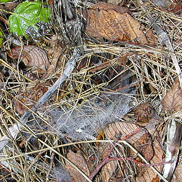 Microlinyphia dana web at edge of woods, Ala Spit County Park, Whidbey Island, Washington