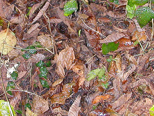 alder leaf litter, Ala Spit County Park, Whidbey Island, Washington