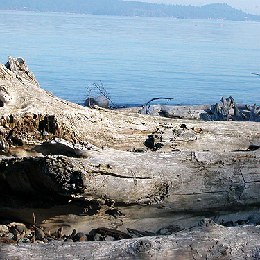 drift log, Ala Spit County Park, Whidbey Island, Washington