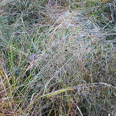 orb web probably Araneus diadematus with dew, Ala Spit County Park, Whidbey Island, Washington