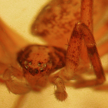 unknown Philodromus crab spider found under driftwood, Ala Spit County Park, Whidbey Island, Washington