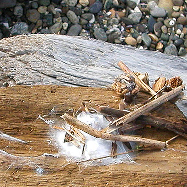 egg sac of hobo spider Tegenaria agrestis under driftwood, Ala Spit County Park, Whidbey Island, Washington