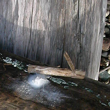 gnaphosid egg sac under driftwood, Ala Spit County Park, Whidbey Island, Washington