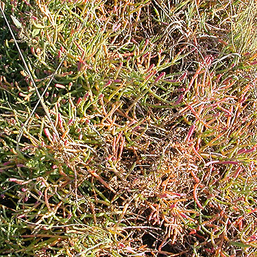 Salicornia depressa from saline meadow, Ala Spit County Park, Whidbey Island, Washington