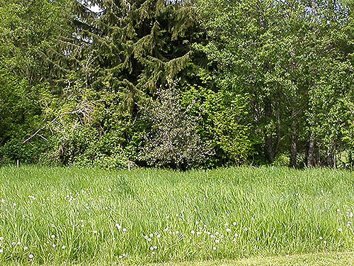 grassy field at edge of Alder Cemetery, Alder Reservoir, Pierce County, Washington