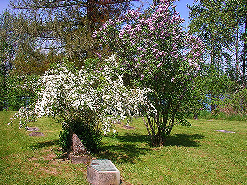 flowering shrubs, Alder Cemetery, Alder Reservoir, Pierce County, Washington