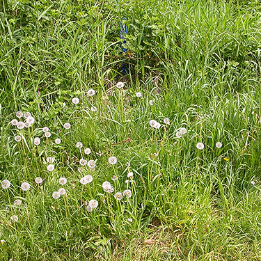 grass habitat, Alder Cemetery, Alder Reservoir, Pierce County, Washington