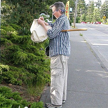 Laurel Ramseyer collecting from cones at Ponderosa pine tree on Washington Avenue, Eatonville, Washington