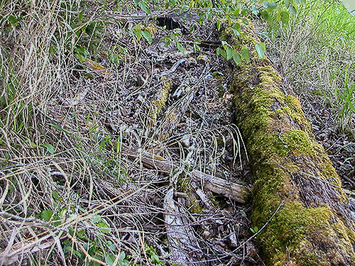leaf litter banked behind log, Alder Cemetery, Alder Reservoir, Pierce County, Washington