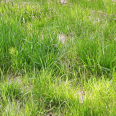 meadow grass from Alder Cemetery, Alder Reservoir, Pierce County, Washington
