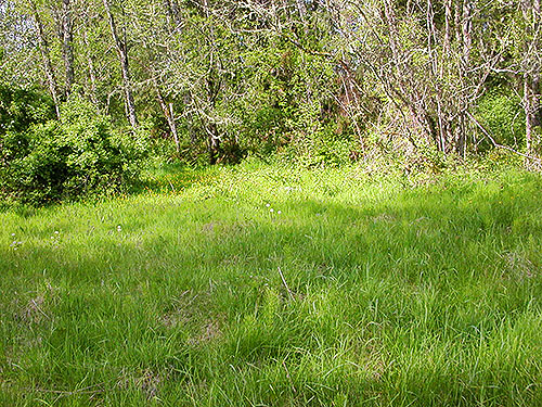 meadow on Alder Cemetery, Alder Reservoir, Pierce County, Washington