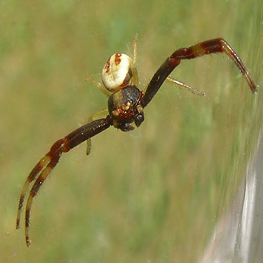 flower crab spider Misumena vatia, Alder Cemetery, Alder Reservoir, Pierce County, Washington