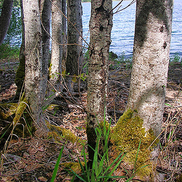 moss on alder trunk, Alder Cemetery, Alder Reservoir, Pierce County, Washington