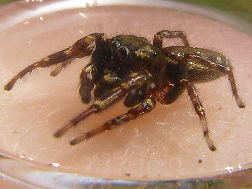 jumping spider Salticidae Pelegrina aeneola, Alder Cemetery, Alder Reservoir, Pierce County, Washington