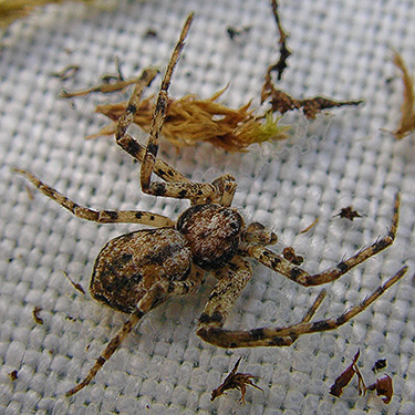 Philodromus crab spider, Alder Cemetery, Alder Reservoir, Pierce County, Washington