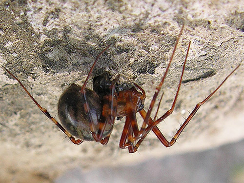 Pimoa altioculata spider female under rock, Alder Cemetery, Alder Reservoir, Pierce County, Washington