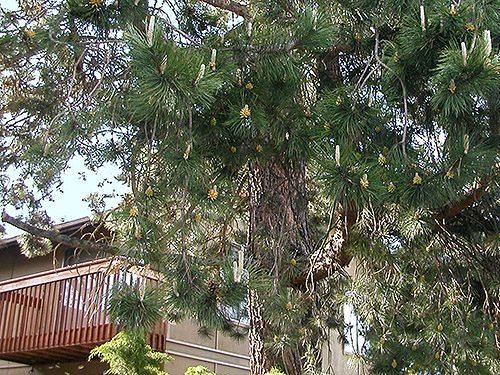 Ponderosa pine tree on Washington Avenue, Eatonville, Washington