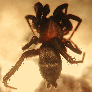 gnaphosid spider Callilepis pluto from shore of Alder Reservoir by Alder Cemetery, Pierce County, Washington
