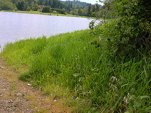 lakeshore grass, Alder Cemetery, Alder Reservoir, Pierce County, Washington