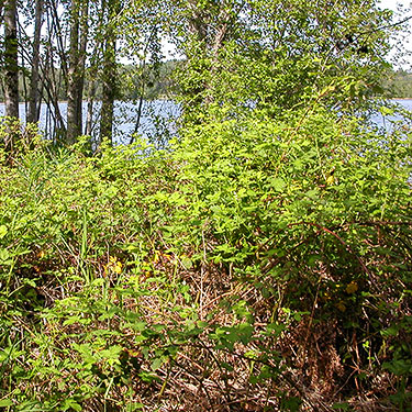 invasive Rubus armeniacus at Alder Cemetery, Alder Reservoir, Pierce County, Washington