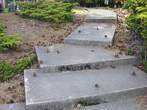 cones on apartment steps at Ponderosa pine tree on Washington Avenue, Eatonville, Washington