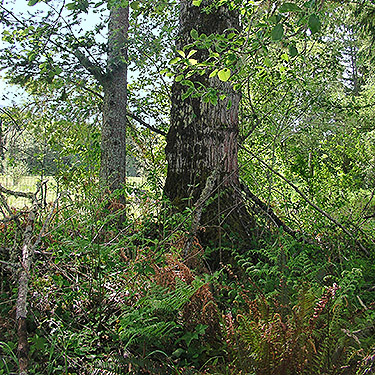 woodland understory, Alder Cemetery, Alder Reservoir, Pierce County, Washington
