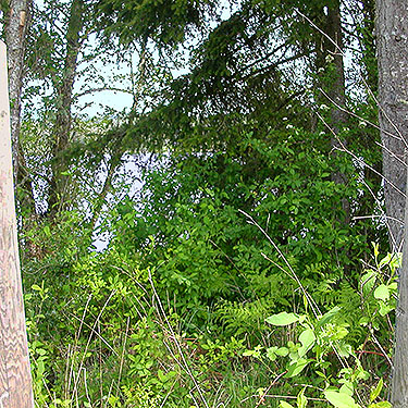 riparian woodland, Alder Cemetery, Alder Reservoir, Pierce County, Washington