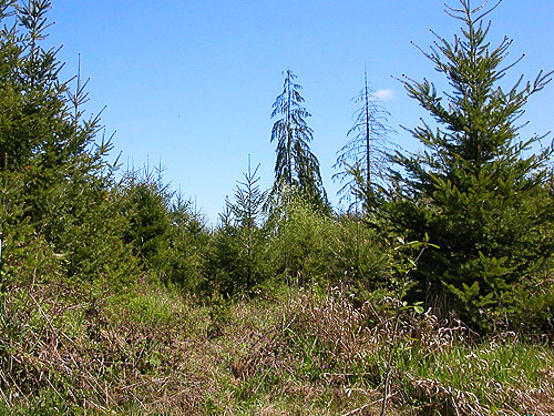 clear sky over clearcut, Centralia-Alpha Road, 4.5 miles west of Alpha, Lewis County, Washington