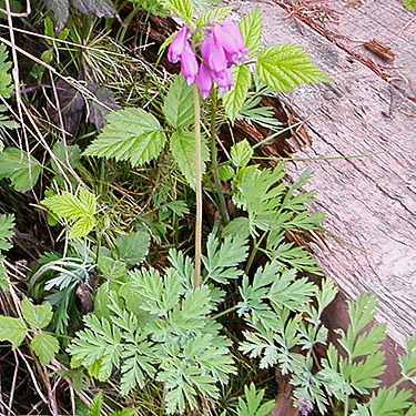bleedingheart flower Dicentra formosa, Centralia-Alpha Road, 4.5 miles west of Alpha, Lewis County, Washington