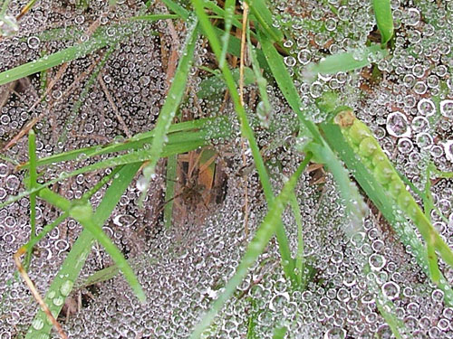 funnel opening of Agelenopsis spider web, Centralia-Alpha Road, 4.5 miles west of Alpha, Lewis County, Washington