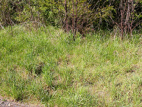 grass habitat in roadside verge, Centralia-Alpha Road, 4.5 miles west of Alpha, Lewis County, Washington