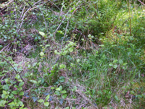 grass-herb-shrub understory, Centralia-Alpha Road, 4.5 miles west of Alpha, Lewis County, Washington