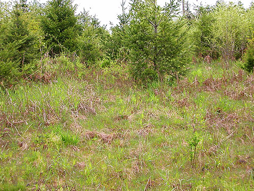 grassy ground flora in clearcut, Centralia-Alpha Road, 4.5 miles west of Alpha, Lewis County, Washington