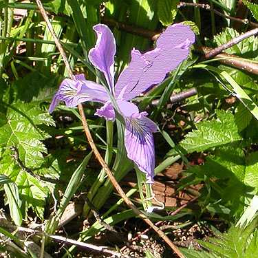 Iris in bloom in clearcut, Centralia-Alpha Road, 4.5 miles west of Alpha, Lewis County, Washington