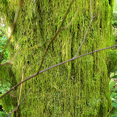 shaded hemlocks moss-draped, Centralia-Alpha Road, 4.5 miles west of Alpha, Lewis County, Washington